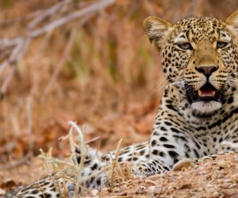Zambia 15 days Safari and tour
